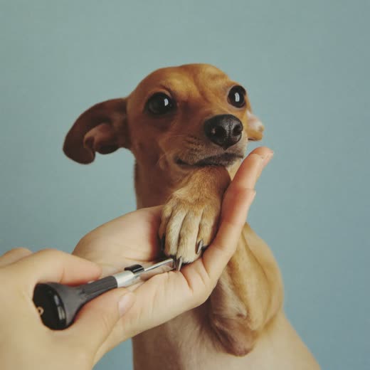 Nail clipping on a small dog's paw
